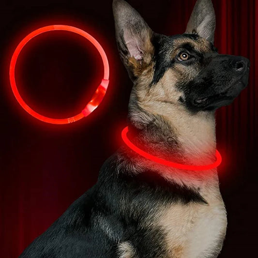 Collier LED Chien USB – Sécurité Nocturne Lumineuse
