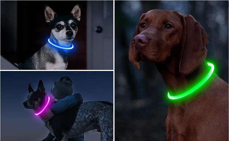 Collier LED Chien USB – Sécurité Nocturne Lumineuse
